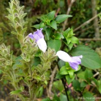 Strobilanthes rhamnifolia var. rhamnifolia (Nees) T. Anderson